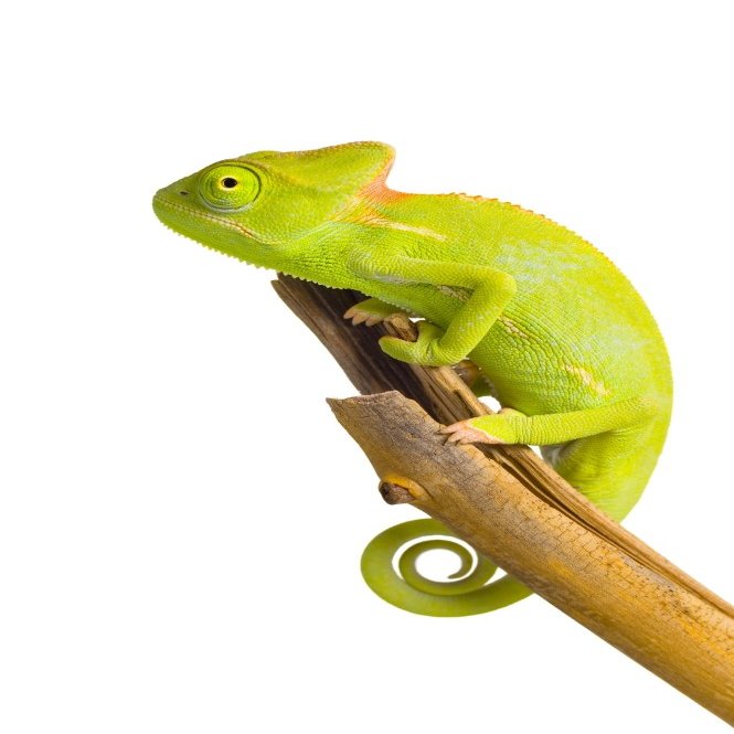 Veiled Chameleon (Chamaeleo Calyptratus) Poster Print (22 x 34)