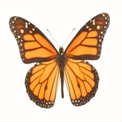 Posterazzi Closeup Of A Butterfly Poster Print, (34 x 22)