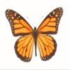 Posterazzi Closeup Of A Butterfly Poster Print, (34 x 22) view 1