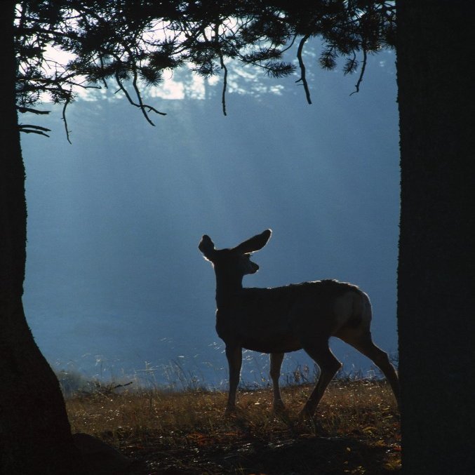 Deer In A Forest Poster Print (24 x 36)