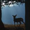 Deer In A Forest Poster Print (24 x 36) view 1