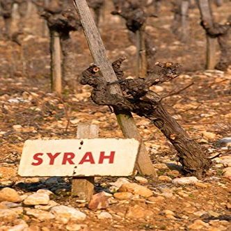 Posterazzi Syrah Vine and Sign at La Truffe de Ventoux Truffle Farm Poster Print by Per Karlsson, (18 x 26)