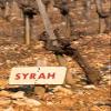 Posterazzi Syrah Vine and Sign at La Truffe de Ventoux Truffle Farm Poster Print by Per Karlsson, (18 x 26) view 1