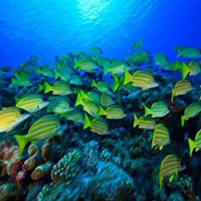Schooling Bluestripped Snappers North Huvadhoo Atoll Southern Maldives Indian Ocean Poster Print by Stuart Westmorland (22 x 15)