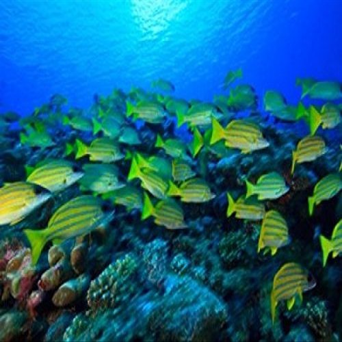 Schooling Bluestripped Snappers North Huvadhoo Atoll Southern Maldives Indian Ocean Poster Print by Stuart Westmorland (22 x 15)