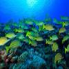 Schooling Bluestripped Snappers North Huvadhoo Atoll Southern Maldives Indian Ocean Poster Print by Stuart Westmorland (22 x 15) view 1