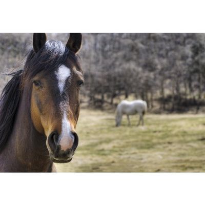Portrait Of A Horse Poster Print (34 x 22)
