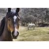 Portrait Of A Horse Poster Print (34 x 22) view 1