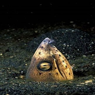 Posterazzi Blackfin Snake Eel with cleaner shrimp North Sulawesi Indonesia Poster Print by Michele Westmorland, (18 x 28)