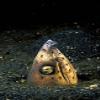 Posterazzi Blackfin Snake Eel with cleaner shrimp North Sulawesi Indonesia Poster Print by Michele Westmorland, (18 x 28) view 1