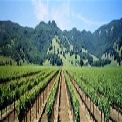 Posterazzi Napa Valley Vineyards Hopland CA Poster Print, (38 x 12)