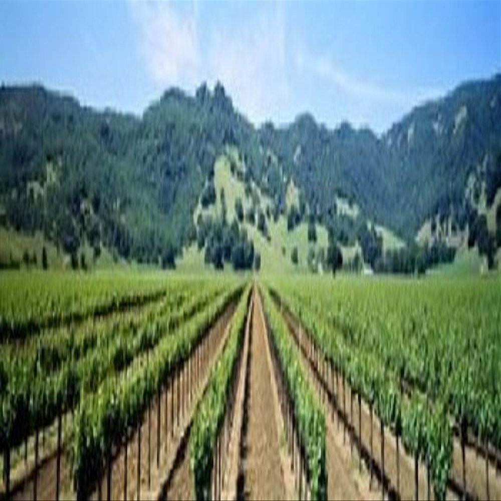 Posterazzi Napa Valley Vineyards Hopland CA Poster Print, (38 x 12)