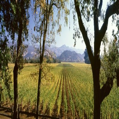 Vines in a vineyard Far Niente Winery Napa Valley California USA Poster Print (27 x 9)