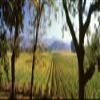 Vines in a vineyard Far Niente Winery Napa Valley California USA Poster Print (27 x 9) view 1