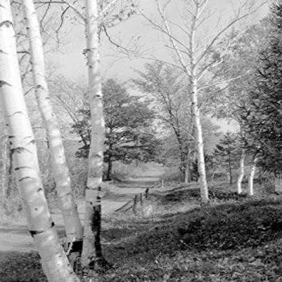 Country road and birch trees Poster Print (24 x 36)