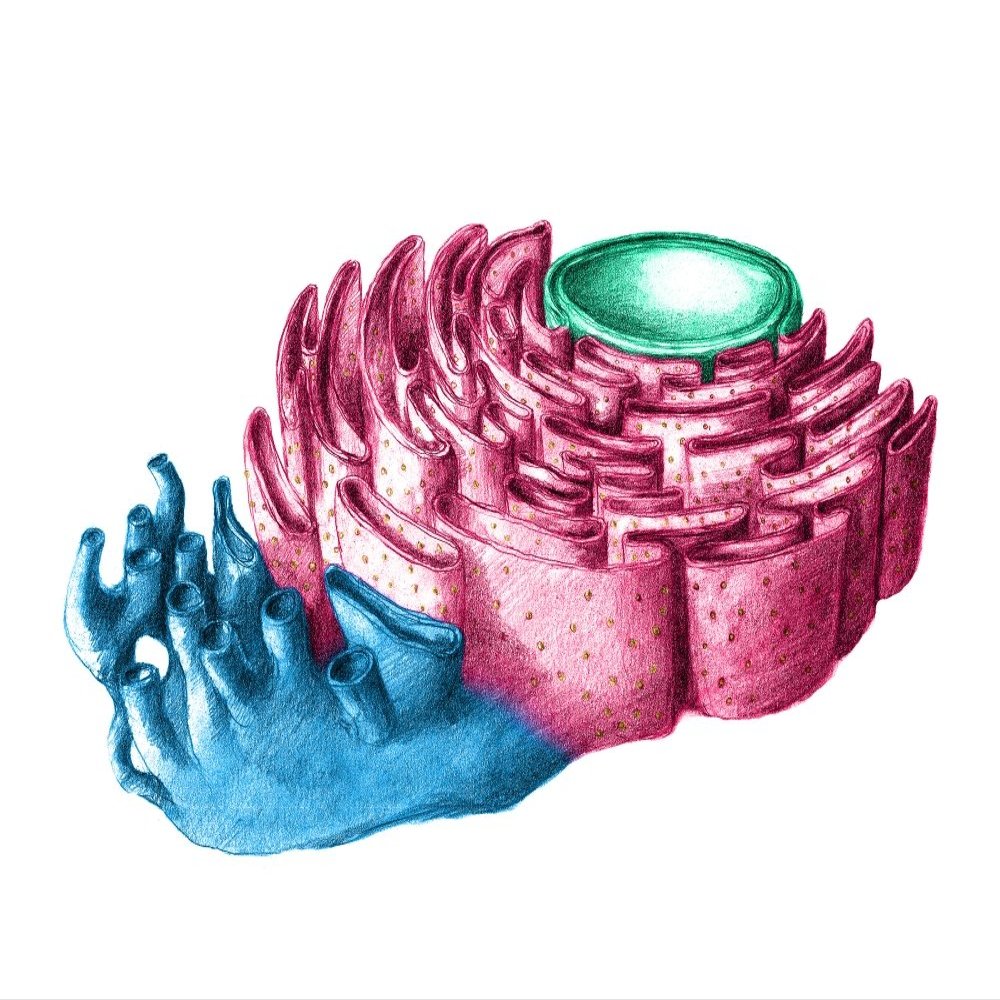 Posterazzi Endoplasmic Reticulum Poster Print by Spencer Sutton/Science Source, (24 x 18), Varies