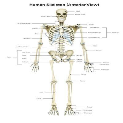Posterazzi Anterior View of Human Skeletal System with Labels. Poster Print by Alan Gesek/Stocktrek Images, (22 x 34), Varies