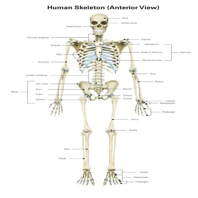 Posterazzi Anterior View of Human Skeletal System with Labels. Poster Print by Alan Gesek/Stocktrek Images, (22 x 34), Varies