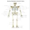 Posterazzi Anterior View of Human Skeletal System with Labels. Poster Print by Alan Gesek/Stocktrek Images, (22 x 34), Varies view 1