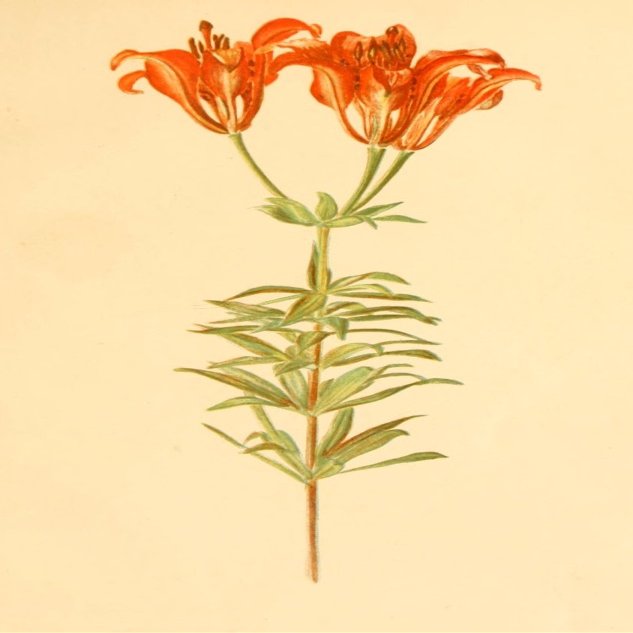Posterazzi Orchids 1906 Wood Lily Poster Print by Rosina C. Boardman, (18 x 24), Varies