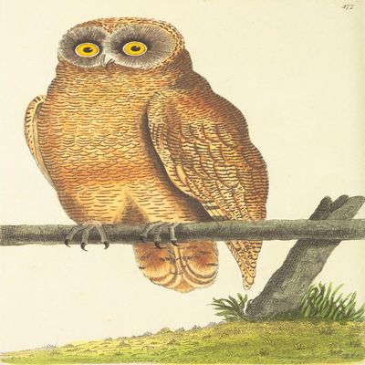 Posterazzi The Naturalists' Miscellany 1789 Cayenne Owl Poster Print by F.P. Nodder, (18 x 24)