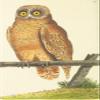 Posterazzi The Naturalists' Miscellany 1789 Cayenne Owl Poster Print by F.P. Nodder, (18 x 24) view 1