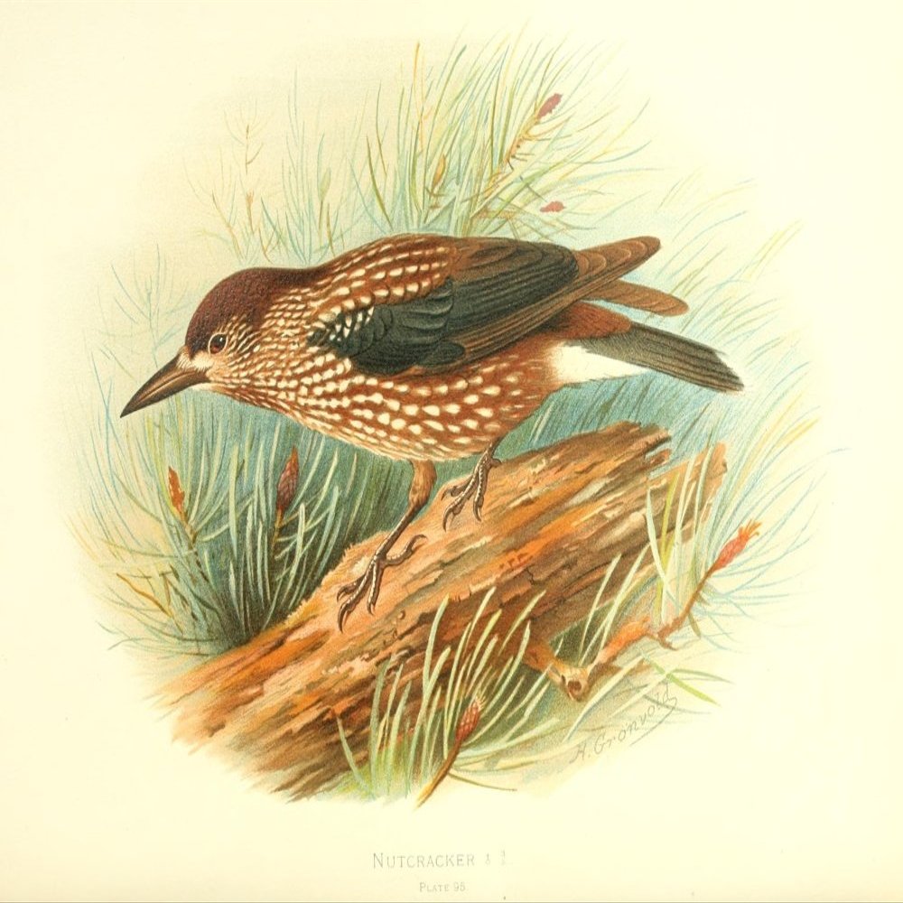 Posterazzi Birds of Britain & Ireland 1907 Nutcracker Poster Print by Henrik Gr_nvold, (24 x 36)