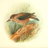 Posterazzi Birds of Britain & Ireland 1907 Nutcracker Poster Print by Henrik Gr_nvold, (24 x 36) view 1