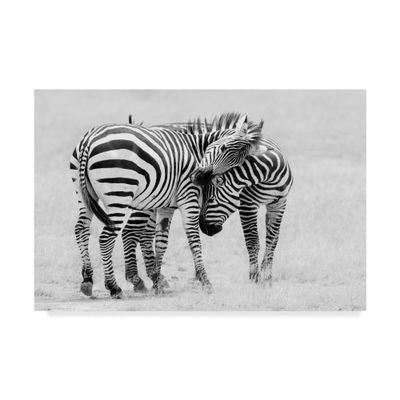Trademark Fine Art Tender Moment Zebras by John Fan, 16x24-Inch,