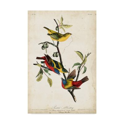 Trademark Fine Art Painted Bunting Red by John James Audubon, 16x24-Inch,