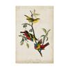 Trademark Fine Art Painted Bunting Red by John James Audubon, 16x24-Inch, view 1