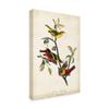 Trademark Fine Art Painted Bunting Red by John James Audubon, 16x24-Inch, view 2