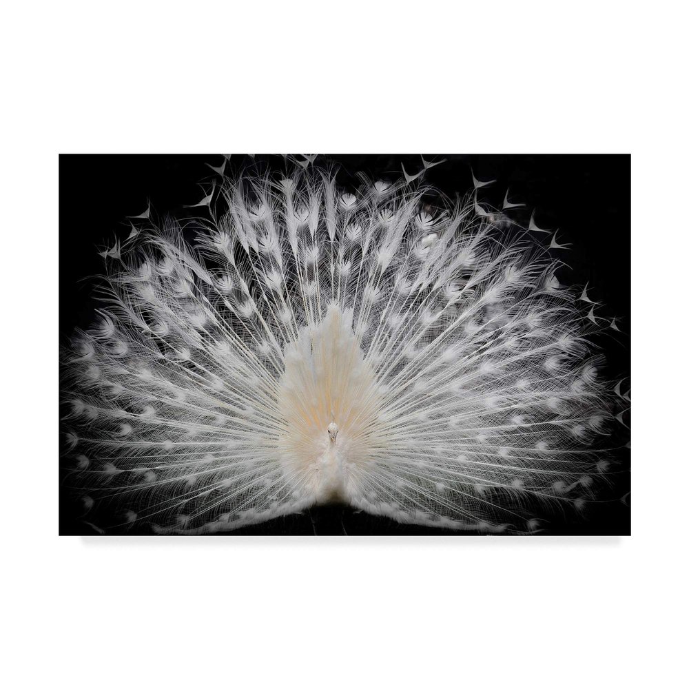 Trademark Fine Art White Peacock Portrait by Pino Liddi, 16x24-Inch,