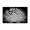 Trademark Fine Art White Peacock Portrait by Pino Liddi, 16x24-Inch, view 1
