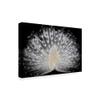 Trademark Fine Art White Peacock Portrait by Pino Liddi, 16x24-Inch, view 2