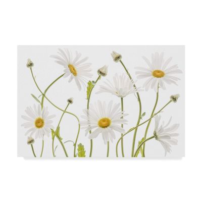 Trademark Fine Art Ox Eye Daisies by Mandy Disher, 16x24-Inch,