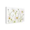 Trademark Fine Art Ox Eye Daisies by Mandy Disher, 16x24-Inch, view 2