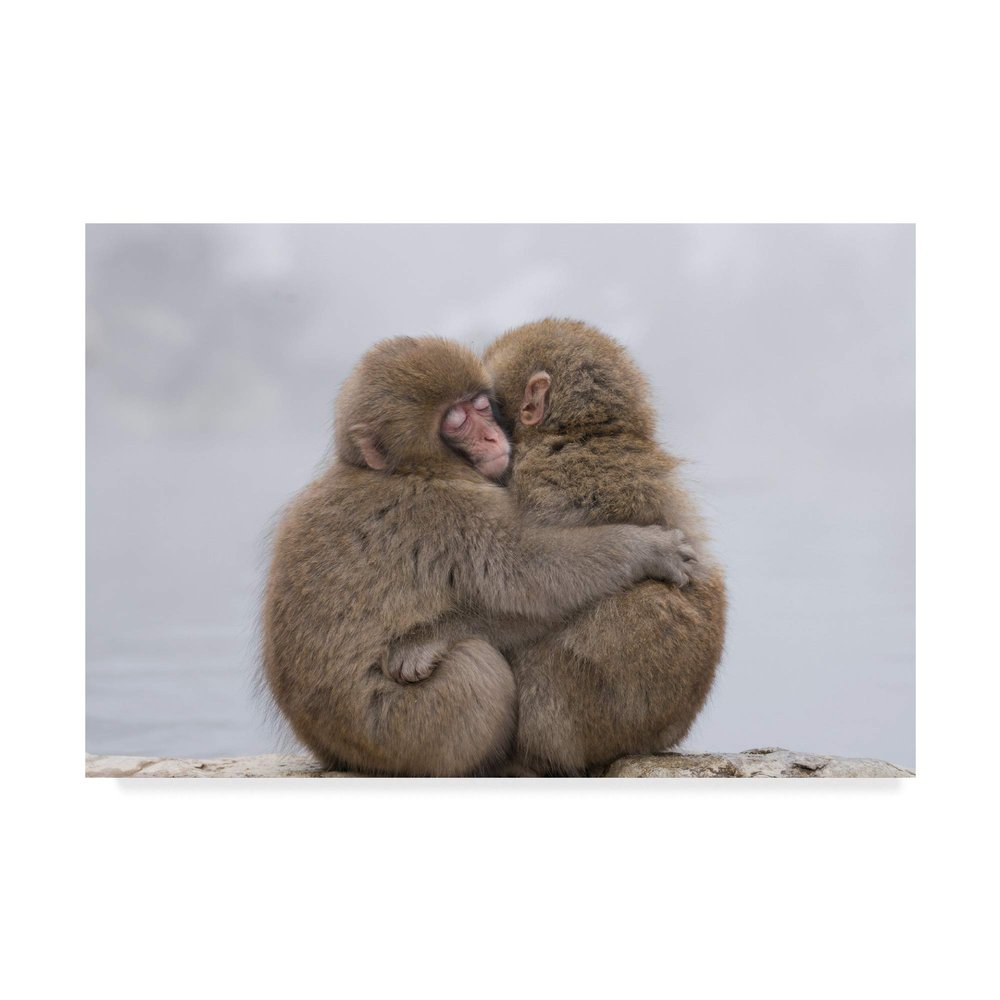 Trademark Fine Art Forever Monkey Friends by Takeshi Marumoto, 16x24-Inch,