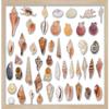 12x17 Natural Shadow Box Frame - Shadow Box Frame Interior Size 12x17 by 1 Inch Deep - Natural Frame is Made to Display Items Up to 1 Inch Deep! Includes Shatter Resistant Acrylic, Backing, Hardware view 3
