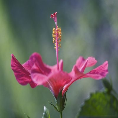 Posterazzi DPI1995564LARGE Close-Up Of Beautiful Bright Pink Hibiscus With Blue And Green Background Poster Print, 34 x 22