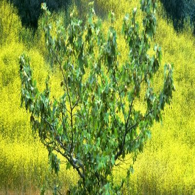 Posterazzi PPI166323L Sycamore Tree in Mustard Field in Spring Clemente Canyon San Diego County California USA Poster Print, 36 x 12