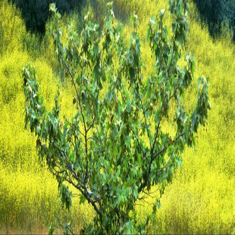 Posterazzi PPI166323L Sycamore Tree in Mustard Field in Spring Clemente Canyon San Diego County California USA Poster Print, 36 x 12