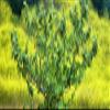 Posterazzi PPI166323L Sycamore Tree in Mustard Field in Spring Clemente Canyon San Diego County California USA Poster Print, 36 x 12 view 1