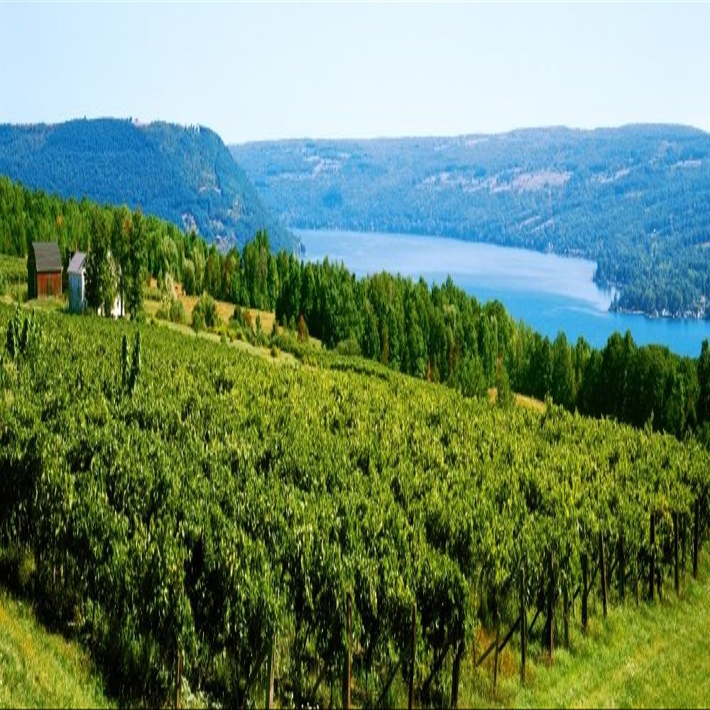 Posterazzi PPI54815 Grape Vineyards in Finger Lake Region New York State USA Poster Print, 6 x 18