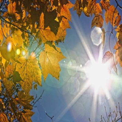Posterazzi DPI2057226LARGE Fall Colors And Sunshine Ontario. Poster Print, 34 x 22