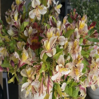 Posterazzi PPI163315L Orchids for sale in Main street market Galle Southern Province Sri Lanka Poster Print, 12 x 16