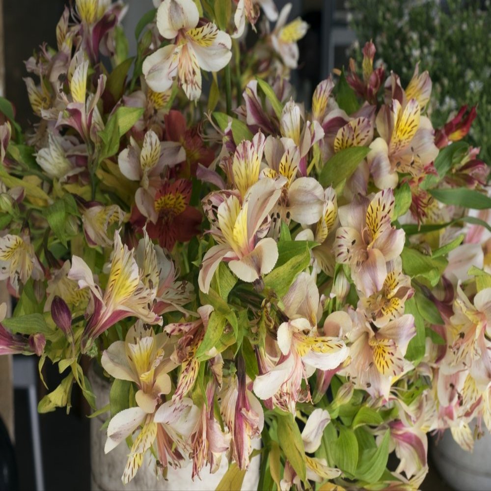 Posterazzi PPI163315L Orchids for sale in Main street market Galle Southern Province Sri Lanka Poster Print, 12 x 16