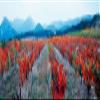 Posterazzi PPI137757S Vineyards in The Late Afternoon Autumn Light Provence-Alpes-Cote d'Azur France Poster Print, 18 x 7 view 1