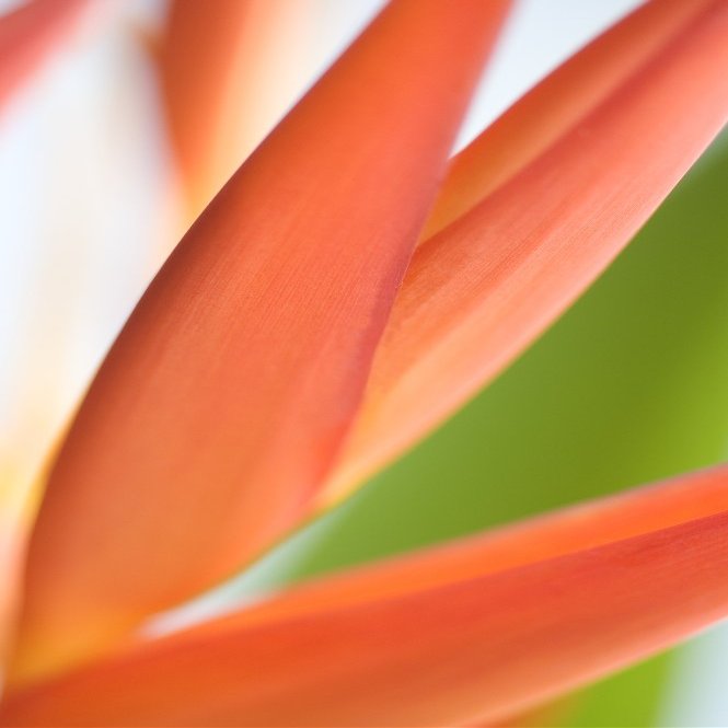 Posterazzi DPI1995576LARGE Absttract Close-Up View Of Heliconia Poster Print, 22 x 34