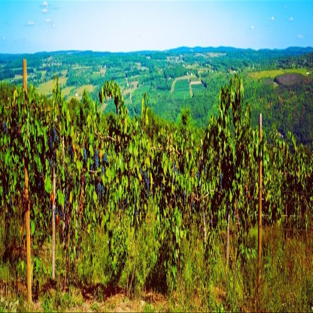Posterazzi PPI54816 Grape Vineyards in Finger Lake Region New York State USA Poster Print, 6 x 18